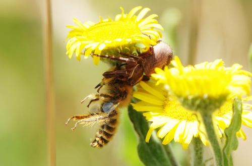 Xysticus sp.